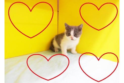 成約済の東京都のブリティッシュショートヘア-7550の2枚目