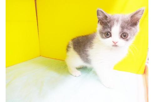 ブリティッシュショートヘア 子猫id 7550 の詳細情報 東京都