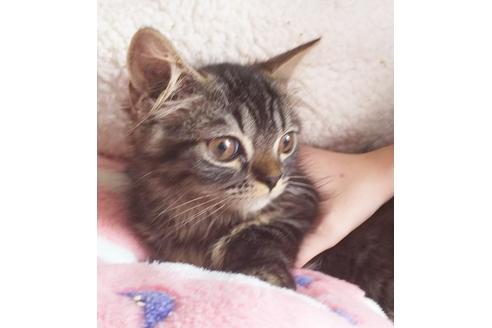 成約済の愛知県のスコティッシュフォールド-7084の1枚目