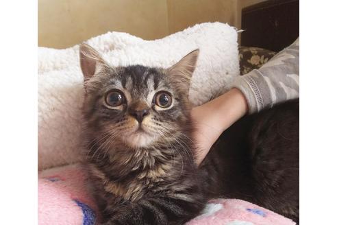 成約済の愛知県のスコティッシュフォールド-7084の4枚目