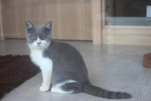 北海道のブリティッシュショートヘア 男の子 19 04 02生まれ ブルーホワイト 子猫id 7574 子猫ブリーダーナビ