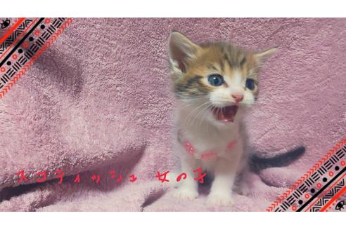 成約済の岐阜県のスコティッシュフォールド-7601