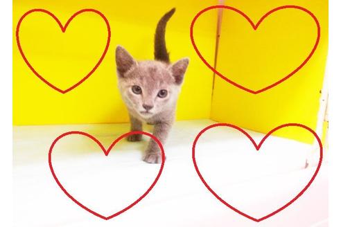 成約済の東京都のロシアンブルー-7625の2枚目