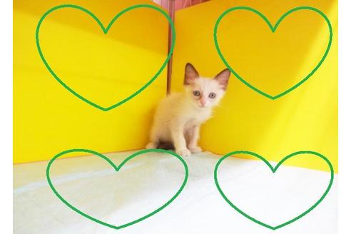 成約済の東京都のラグドール-7626の2枚目