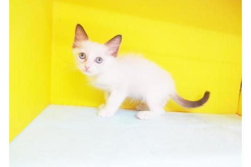 成約済の東京都のラグドール-7626の1枚目