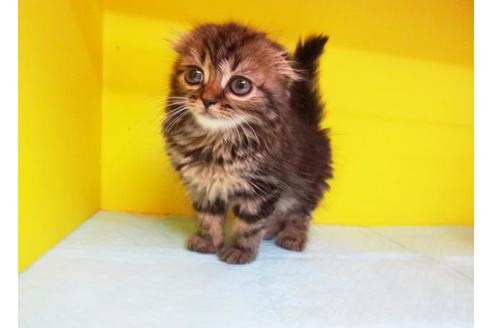 成約済の東京都のスコティッシュフォールド-7627の1枚目