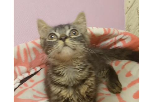 成約済の愛知県のスコティッシュフォールド-7084の3枚目