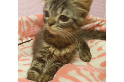 成約済の愛知県のスコティッシュフォールド-7084の2枚目