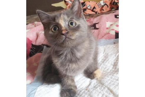 成約済の愛知県のマンチカン-7624の1枚目