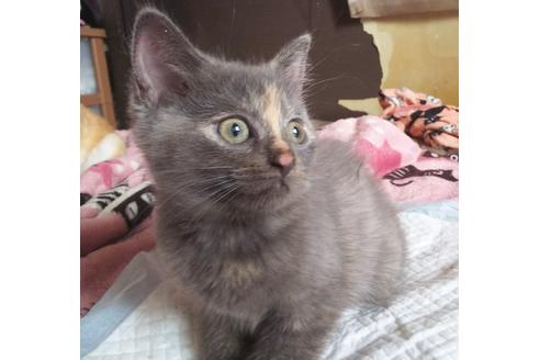 成約済の愛知県のマンチカン-7624の4枚目