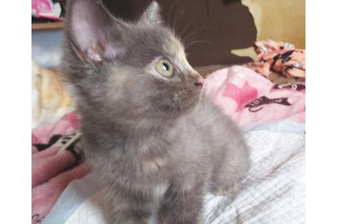 成約済の愛知県のマンチカン-7624の3枚目