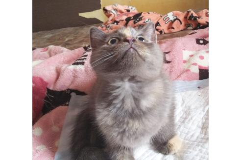 成約済の愛知県のマンチカン-7624の2枚目