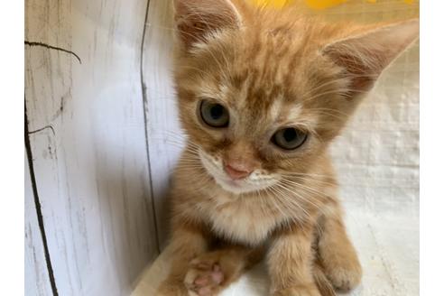 成約済の埼玉県のスコティッシュフォールド-7346の2枚目