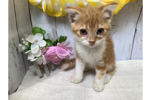 成約済の埼玉県のスコティッシュフォールド-7678