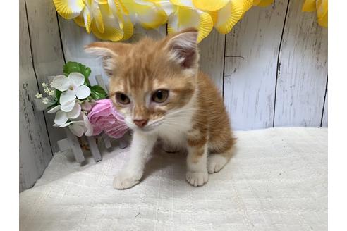 成約済の埼玉県のスコティッシュフォールド-7678の3枚目