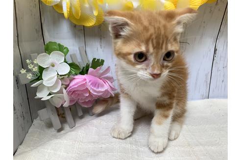 成約済の埼玉県のスコティッシュフォールド-7678の2枚目