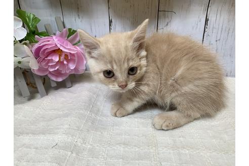 成約済の埼玉県のスコティッシュフォールド-7679