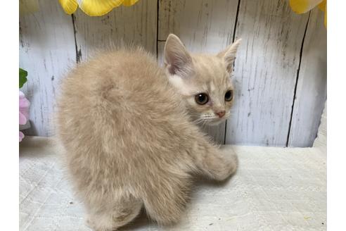 成約済の埼玉県のスコティッシュフォールド-7679の2枚目