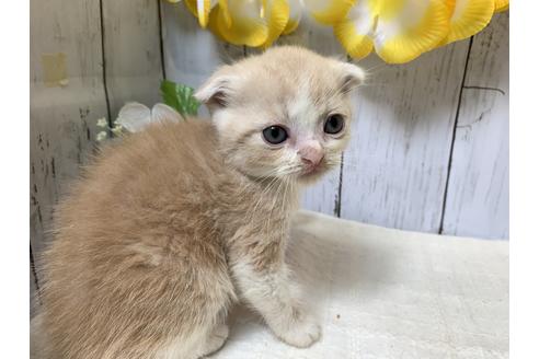 成約済の埼玉県のスコティッシュフォールド-7682