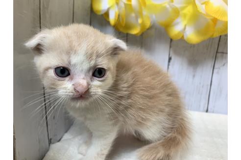 成約済の埼玉県のスコティッシュフォールド-7682の3枚目