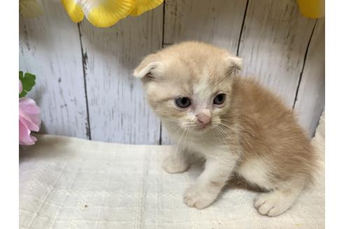 成約済の埼玉県のスコティッシュフォールド-7682の2枚目