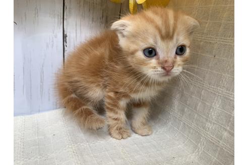 成約済の埼玉県のスコティッシュフォールド-7683