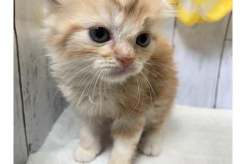 成約済の埼玉県のスコティッシュフォールド-7684の1枚目