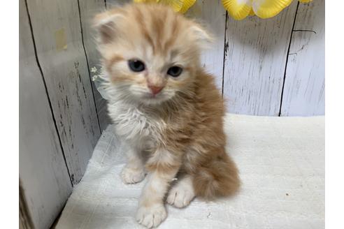 成約済の埼玉県のスコティッシュフォールド-7684の3枚目