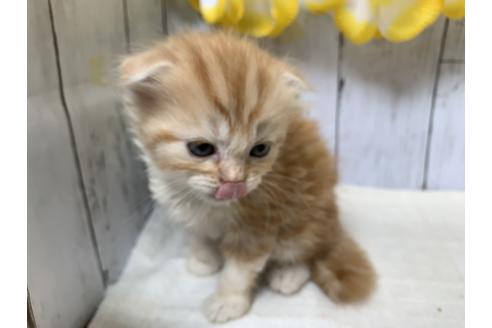 成約済の埼玉県のスコティッシュフォールド-7684の2枚目