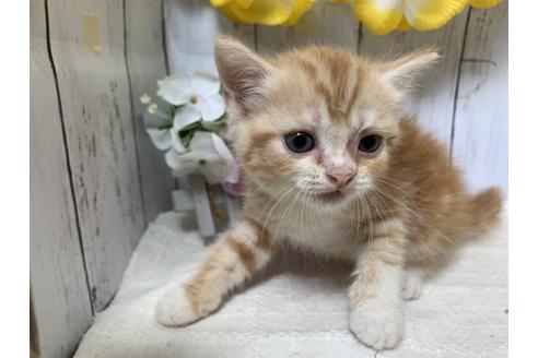 成約済の埼玉県のスコティッシュフォールド-7685の3枚目