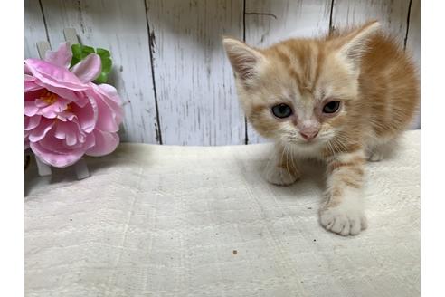 成約済の埼玉県のスコティッシュフォールド-7685の2枚目