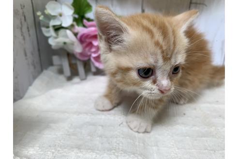 成約済の埼玉県のスコティッシュフォールド-7685の1枚目