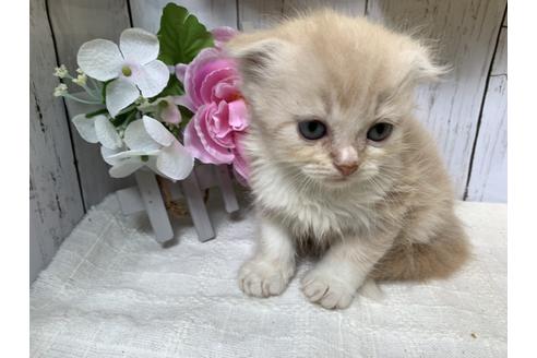 成約済の埼玉県のスコティッシュフォールド-7686の1枚目