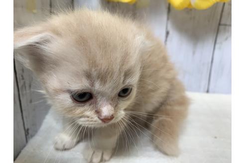 成約済の埼玉県のスコティッシュフォールド-7686の2枚目