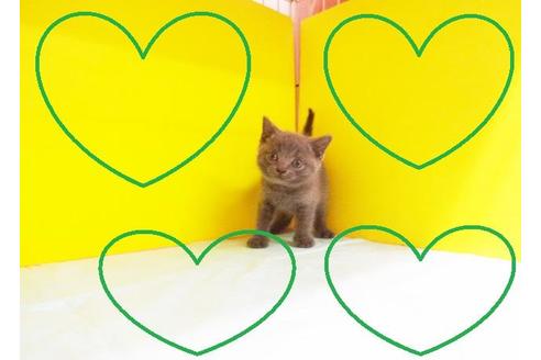 成約済の東京都のブリティッシュショートヘア-7695の2枚目