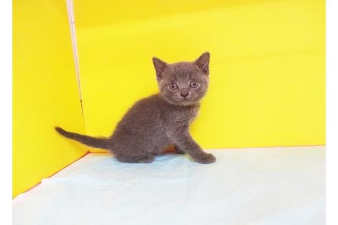 成約済の東京都のブリティッシュショートヘア-7695の1枚目