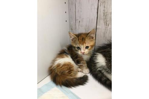 愛知県のマンチカン 女の子 19 05 05生まれ キャリコ 子猫id 7709 子猫ブリーダーナビ