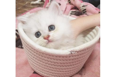 成約済の愛知県のペルシャ(チンチラ)-7737の6枚目