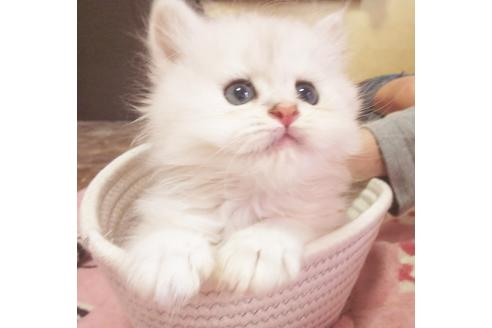 成約済の愛知県のペルシャ(チンチラ)-7737の5枚目