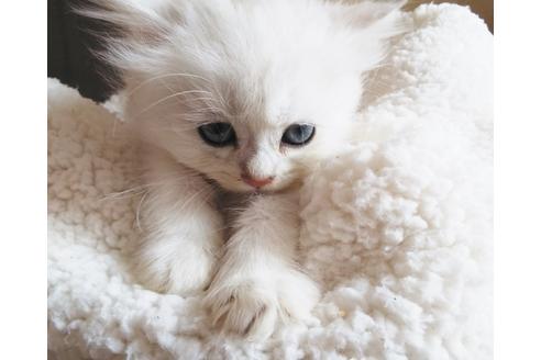 成約済の愛知県のペルシャ(チンチラ)-7737の2枚目