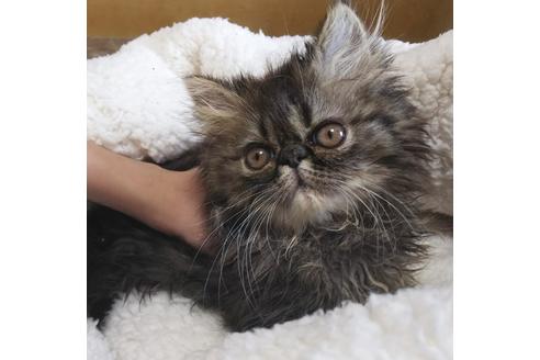 成約済の愛知県のエキゾチックショートヘア-7588の5枚目