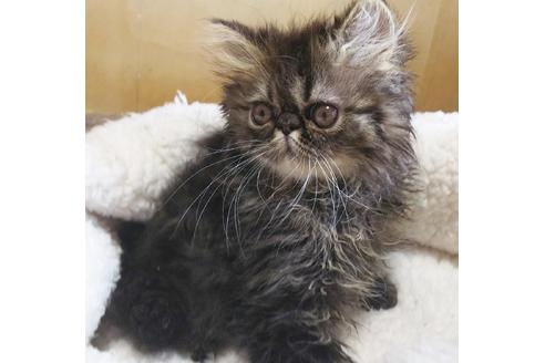 成約済の愛知県のエキゾチックショートヘア-7588の4枚目