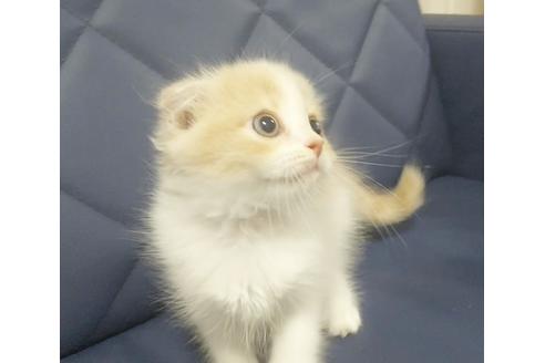 成約済の愛知県のスコティッシュフォールド-7740の6枚目