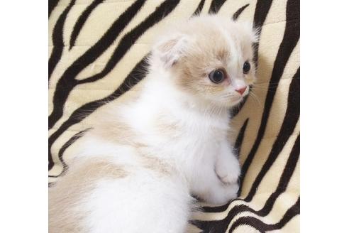 成約済の愛知県のスコティッシュフォールド-7740の5枚目