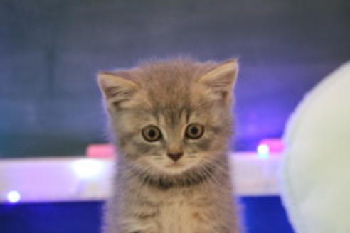 成約済の大阪府のスコティッシュフォールド-7446の2枚目