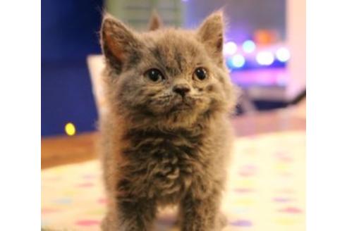 成約済の大阪府のセルカークレックス-7439の6枚目