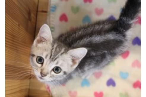 成約済の大阪府のアメリカンショートヘア-7443の1枚目