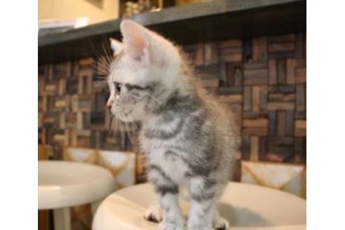 成約済の大阪府のアメリカンショートヘア-7443の4枚目