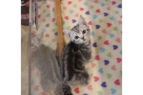 成約済の大阪府のアメリカンショートヘア-7443の3枚目