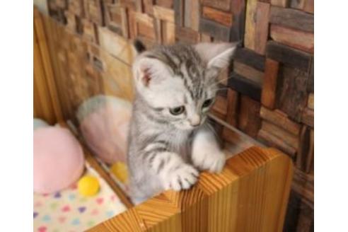 成約済の大阪府のアメリカンショートヘア-7443の2枚目